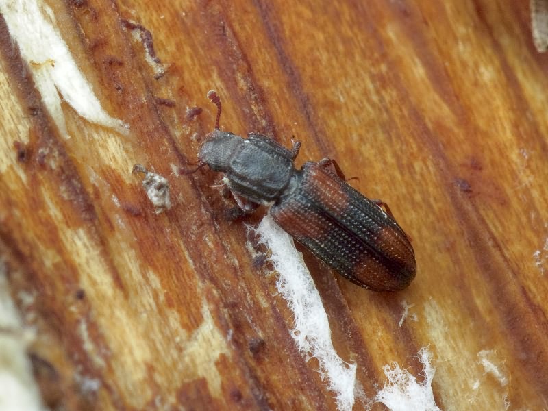 Bitoma crenata (Fabricius, 1775)